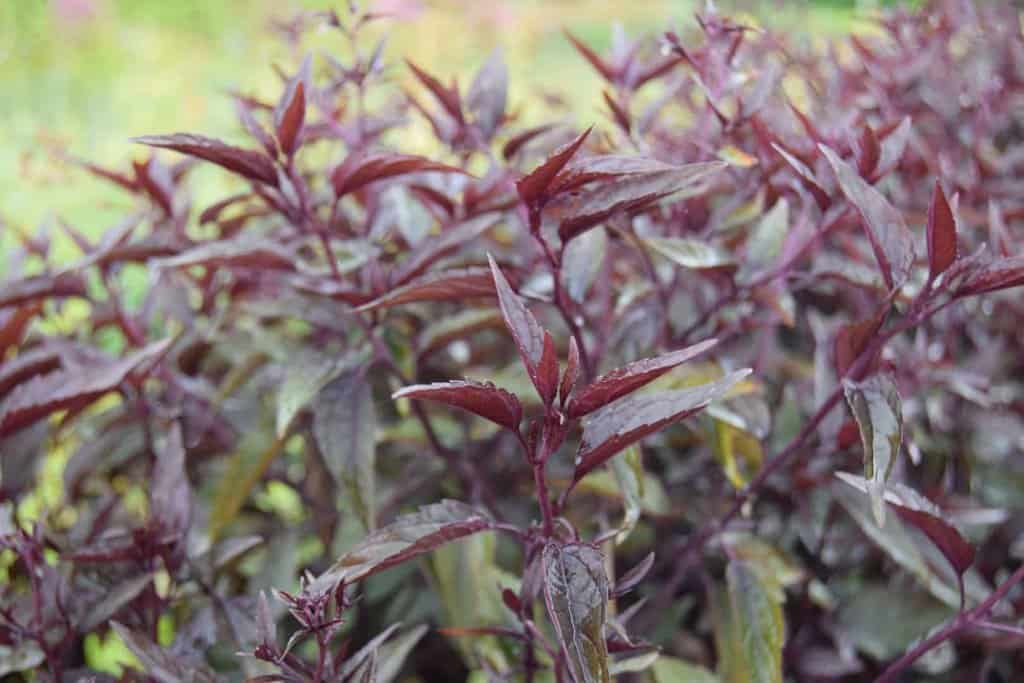 Ageratina altissima 'Chocolate' ---